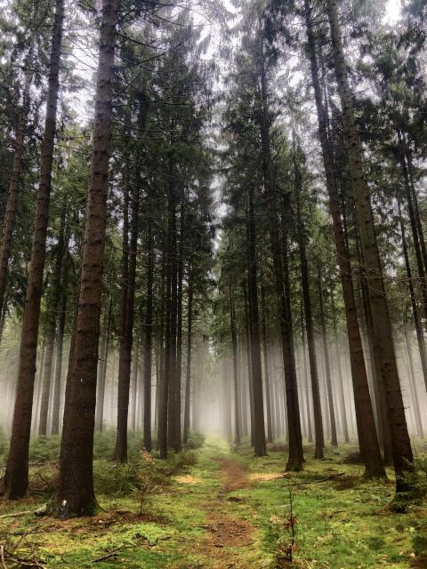 Foggy woods